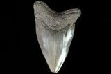 Serrated, Lower Megalodon Tooth - Georgia #81678-1